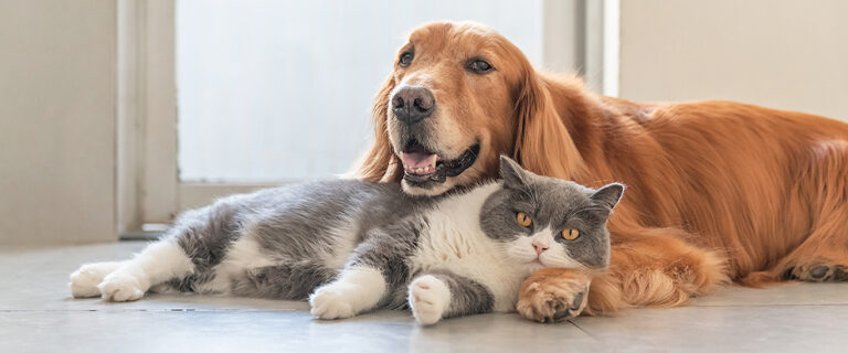 Como os óleos essenciais promovem o bem-estar dos animais